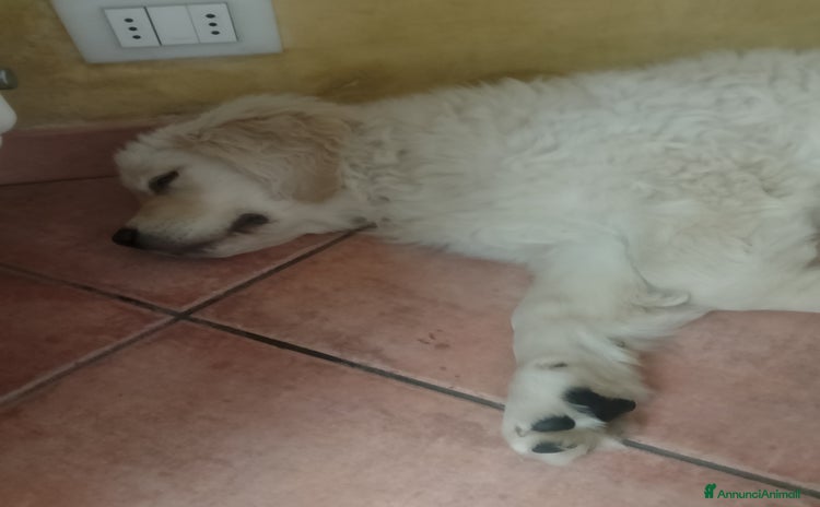 Golden Retriever cani a Provincia di Bergamo - Annuncio 8