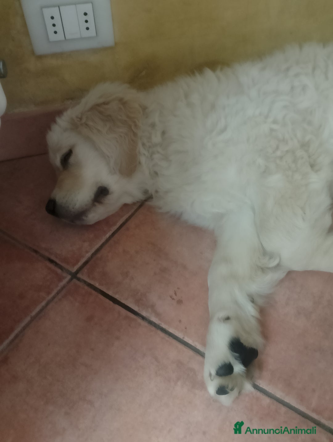 Golden Retriever cani in vendita: Cucciolo Golden Retriever Pedrigree a Provincia di Bergamo - Immagine 1