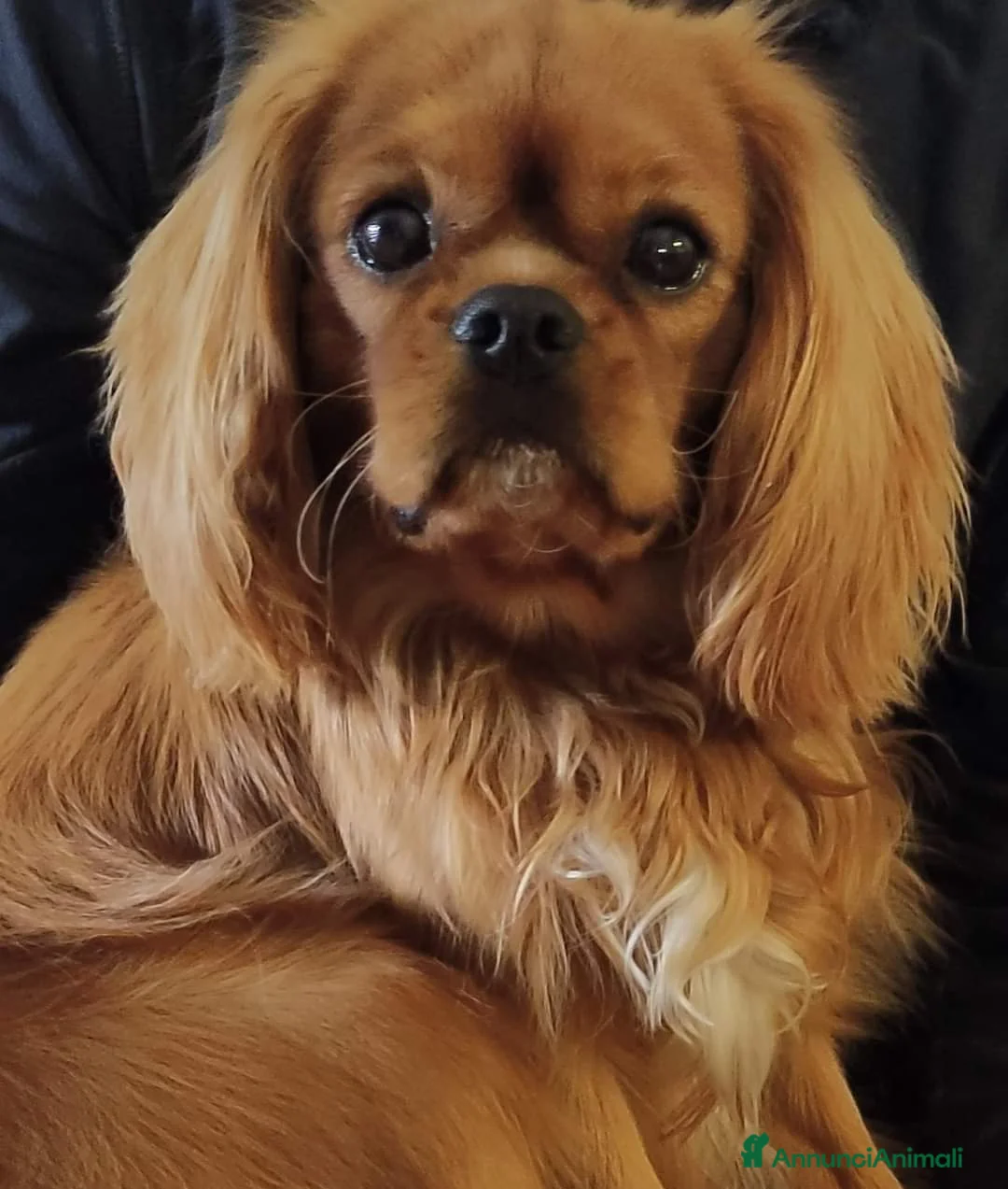 Immagine della galleria {{count}}