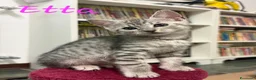 Europeo gatti in regalo: È IN ARRIVO UN CARICO DI GATTINE - Annuncio 7