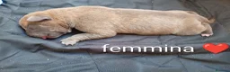 Pitbull cani in vendita: Cuccioli di american Pitbull  - Annuncio 3