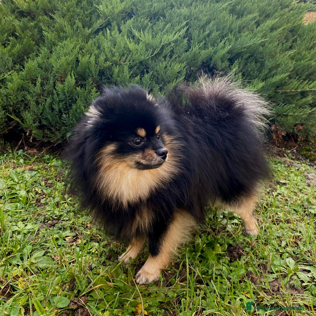 Spitz cani per accoppiamento:  SPITZ DI POMERANIA MASCHIO PER MONTA  - Annuncio 2