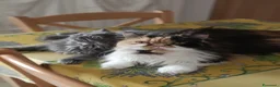 Persiano gatti in vendita: Matisse  - Annuncio 1