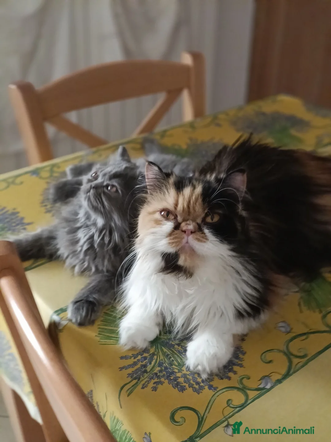 Persiano gatti in vendita: Matisse  - Annuncio 1