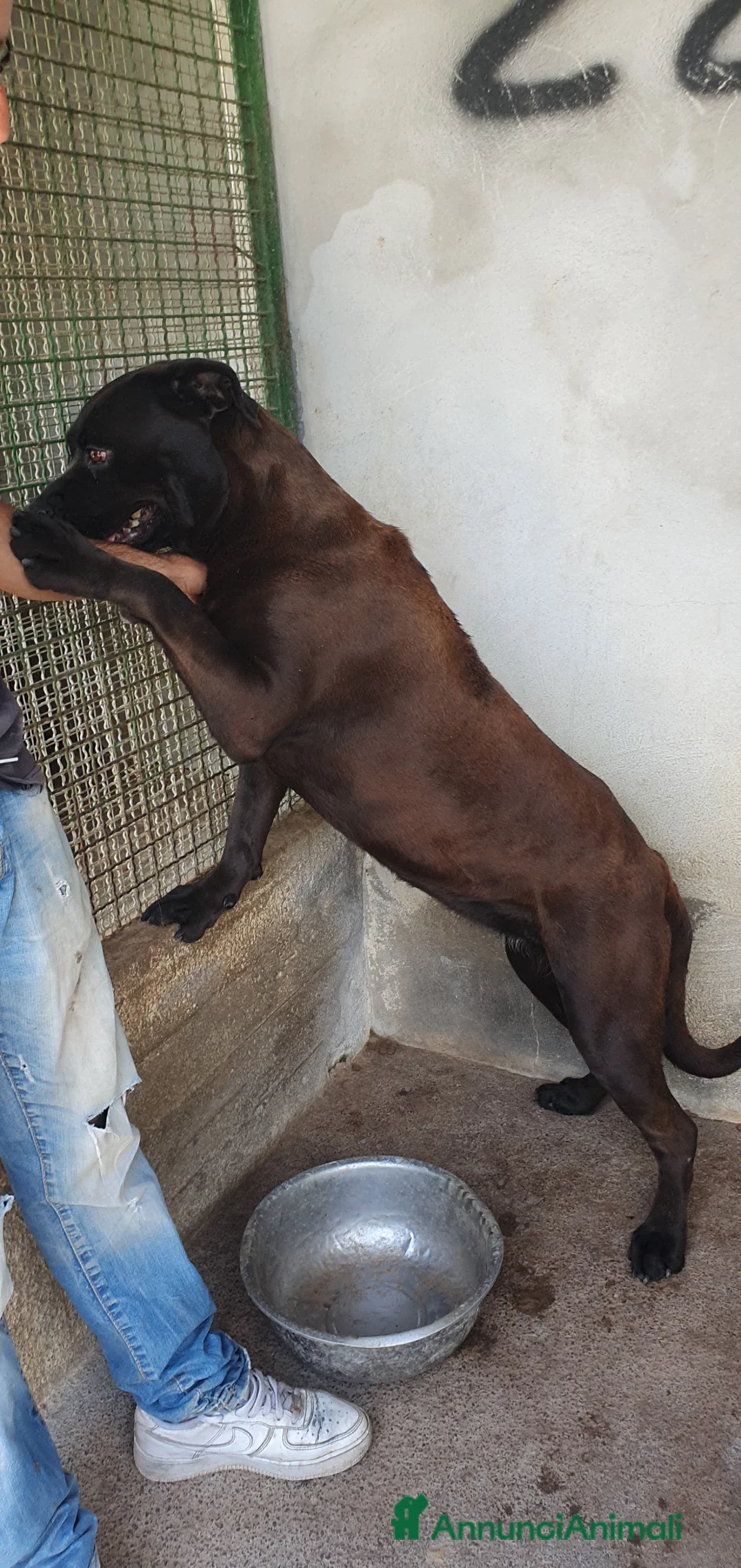 Labrador cani in regalo: Calimera, Labrador mix in Canile - Annuncio 2