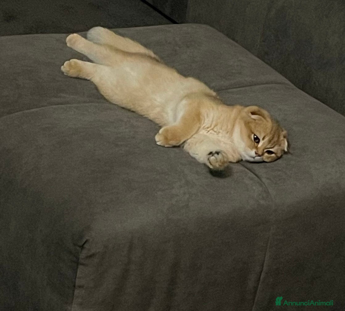 British gatti in vendita: SCOTTISH FOLD - Annuncio 4