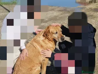 Labrador cani Paco: labrador retriever dolcissimo con tutti - Annuncio 5