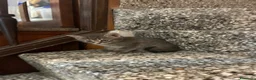 Meticcio gatti in vendita: Gattino carino  - Annuncio 4
