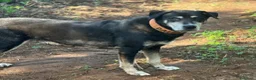 Meticcio cani in regalo: MusettoOLTRE 11ANNI DI CANILE!DEVE MORIRE LÌ?CATAN - Annuncio 5