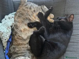 Altre razze gatti Arturo e Milu cercano casa - Annuncio 4