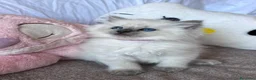 Ragdoll gatti in vendita: Cuccioli Ragdoll disponibili a Città metropolitana di Messina - Annuncio 5