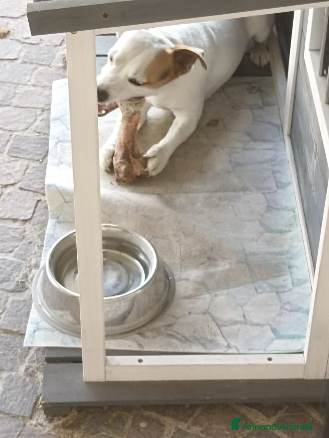 Jack Russell cani in regalo: Regalo Jack Russell Zeus - Annuncio 2