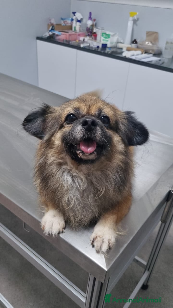 Pechinese cani Peggy, un amore di pechinese - Annuncio 1