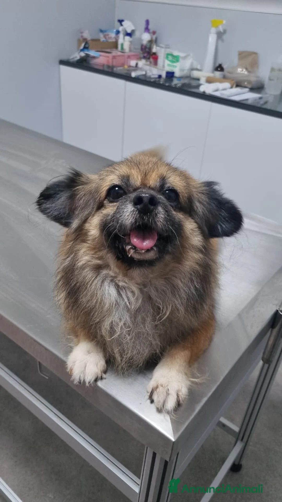 Pechinese cani in regalo: Peggy, un amore di pechinese - Annuncio 1