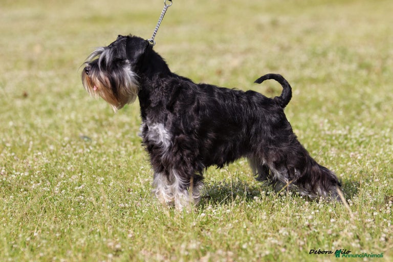 Immagine della galleria {{count}}