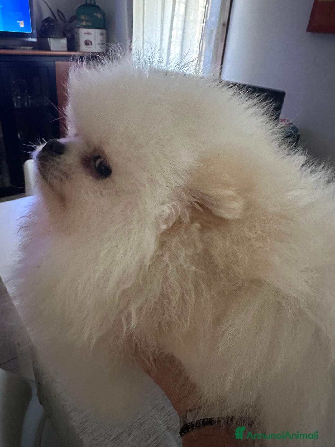 Volpino Pomerania cani in vendita: Volpino di Pomerania con pedigree ENCI  a Provincia di Treviso - Annuncio 13