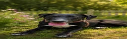 Meticcio cani in regalo: Totò  - Annuncio 2