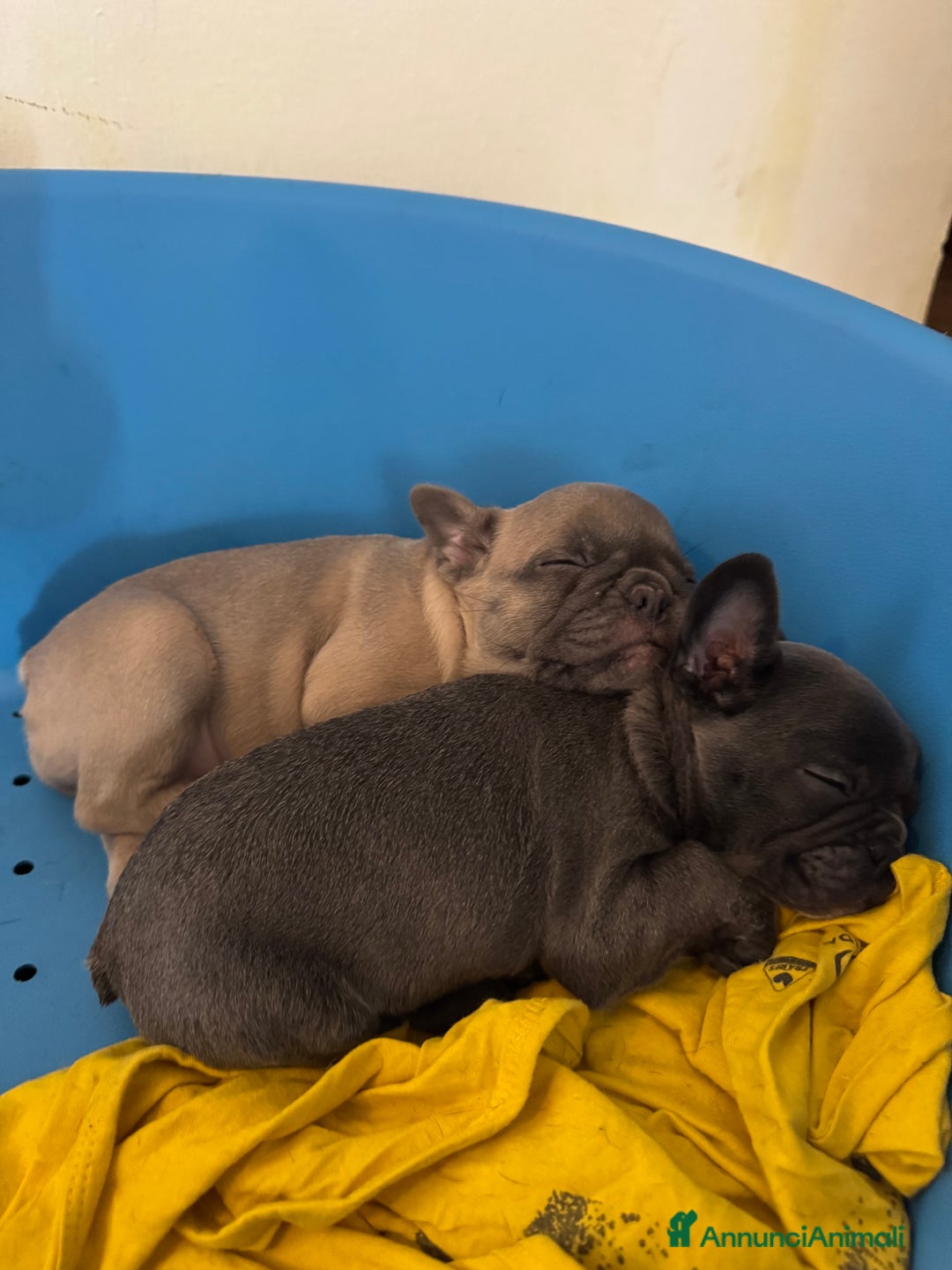 Bulldog Francese cani in vendita: Bulldog blue - Annuncio 4