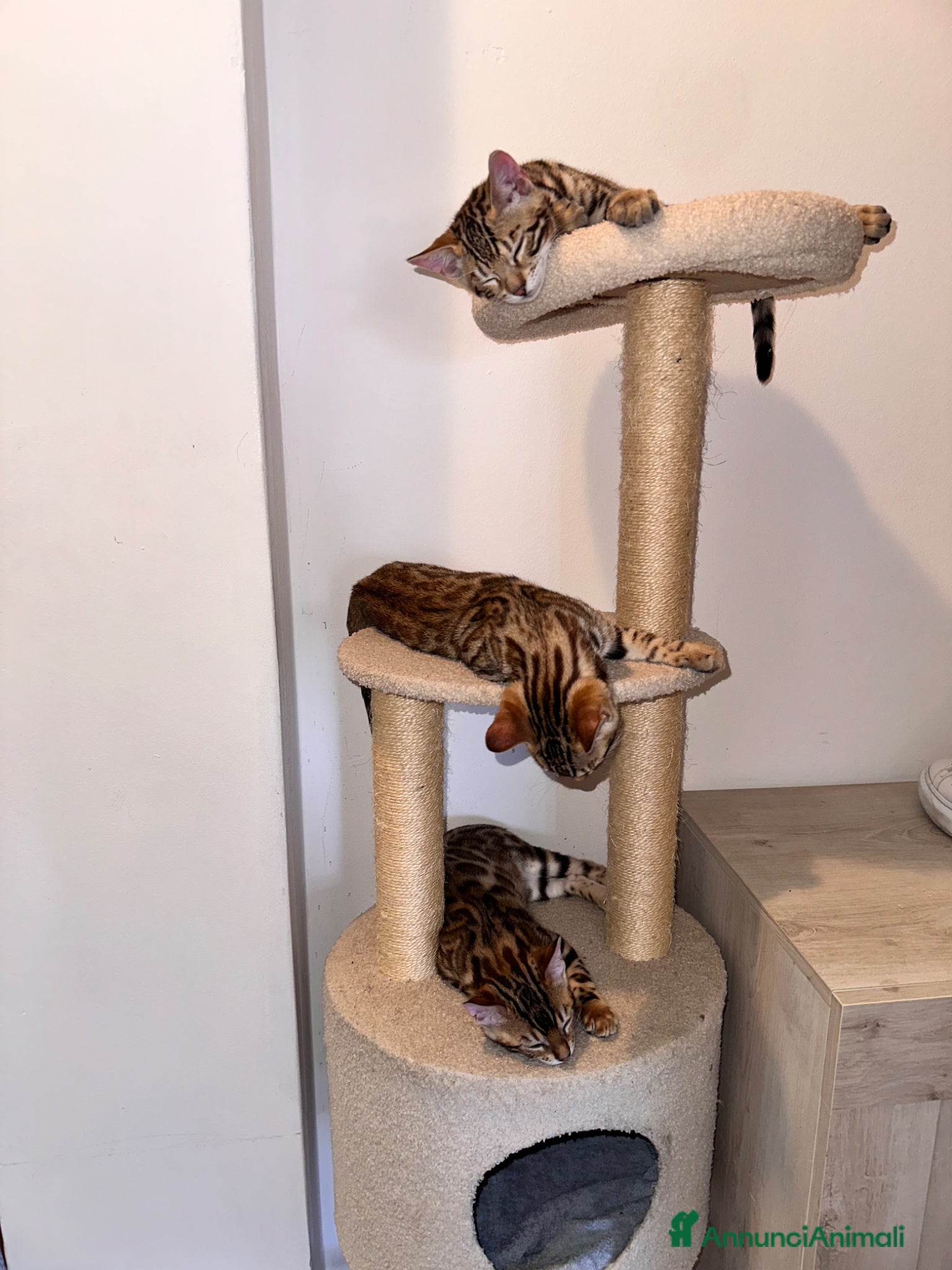 Bengala gatti Cucciolo bengala - Annuncio 32