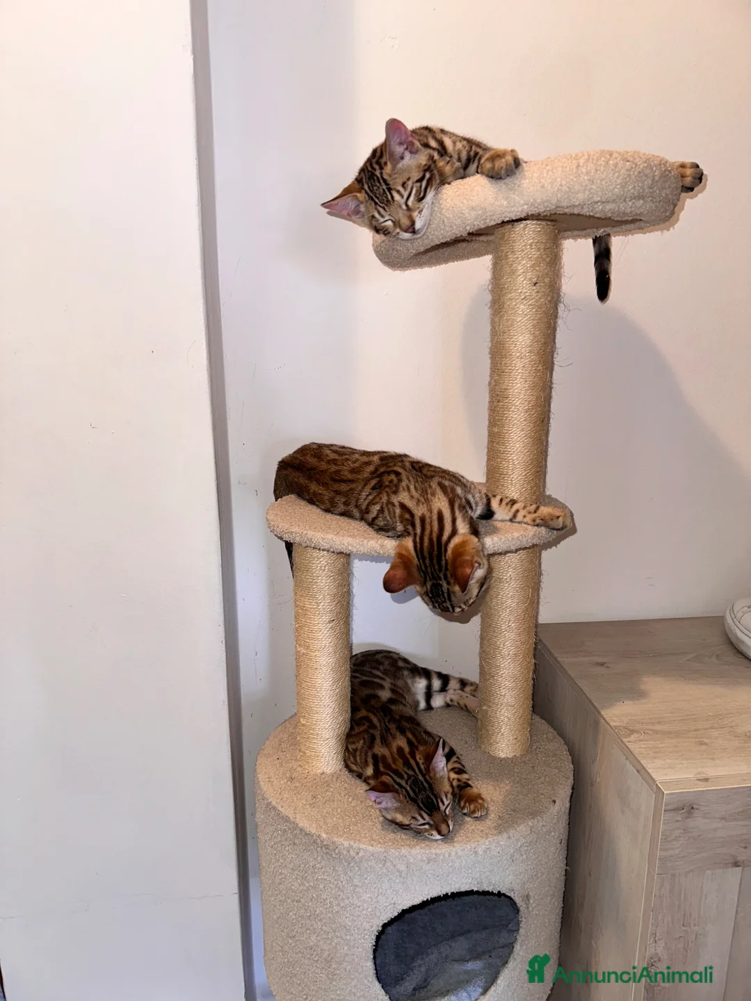 Bengala gatti in vendita: Cucciolo bengala - Annuncio 1