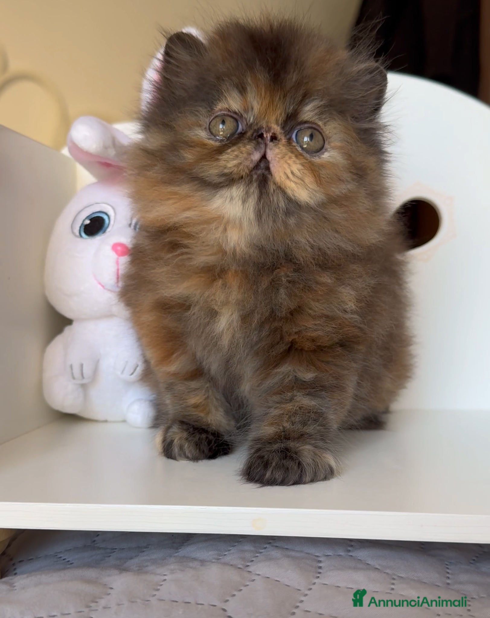 Persiano gatti in vendita: AnnaRita Orchidea - Annuncio 6