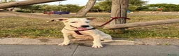Meticcio cani in regalo: Max 4mesi e 1/2 tg media salvato 2mesi fa.SICILIA - Annuncio 2