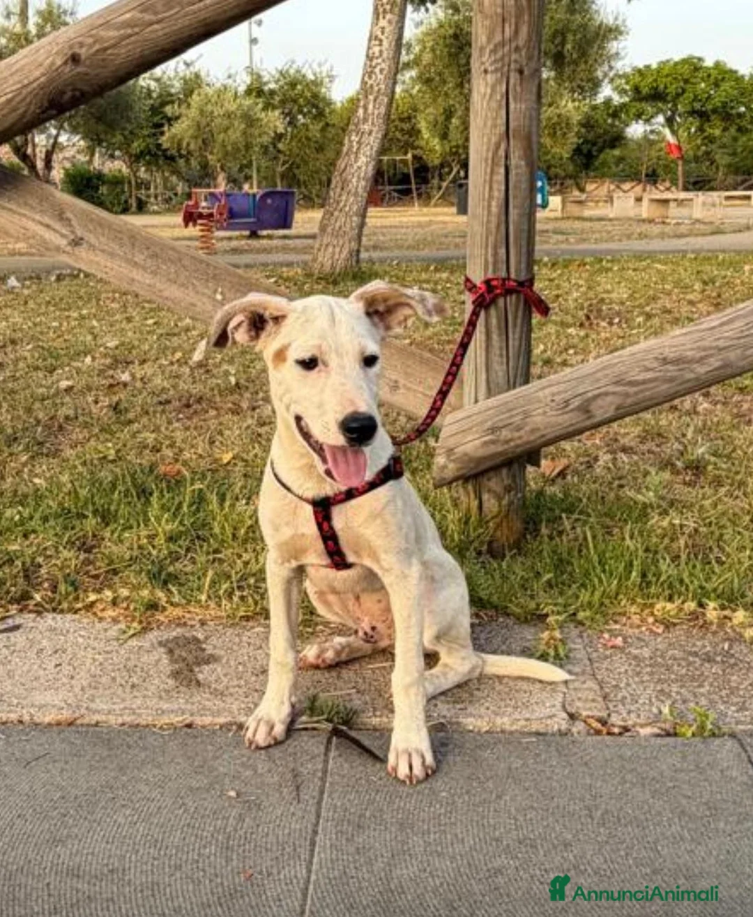 Meticcio cani in regalo: Max 4mesi e 1/2 tg media salvato 2mesi fa.SICILIA - Annuncio 2