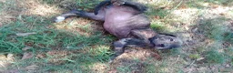 Cane Corso cani in vendita: Cuccioli di Cane Corso - Annuncio 10