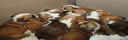 Bulldog cani in vendita: Nuovi cuccioli Menola's Bulls  - Annuncio 3
