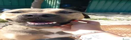 Meticcio cani in regalo: Bobby, semplicemente fantastico - Annuncio 23