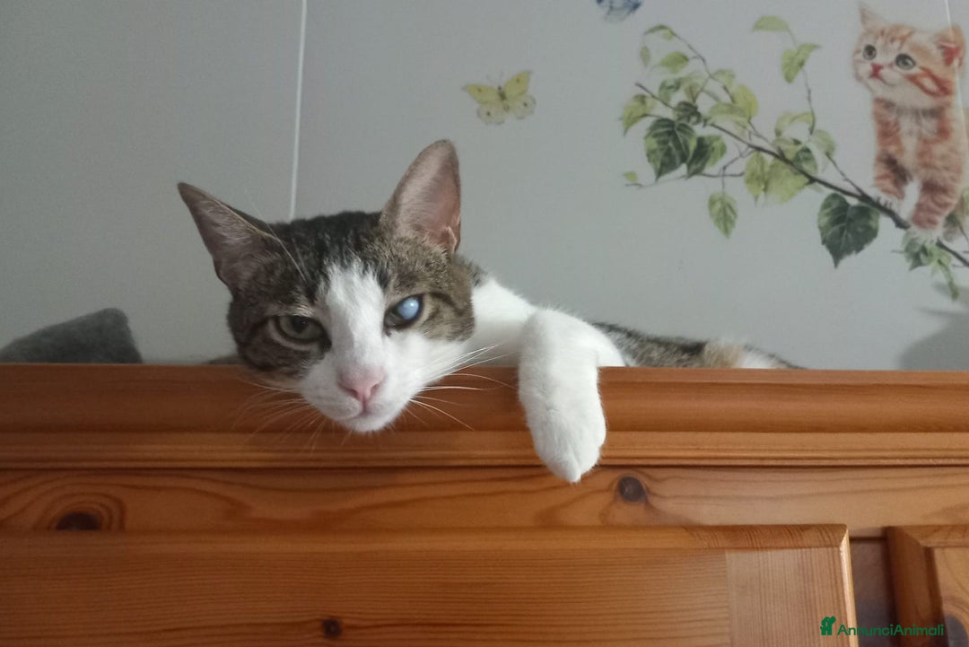 Europeo gatti in regalo: Affettuoso gattino da adottare, MICKY ! - Annuncio 2