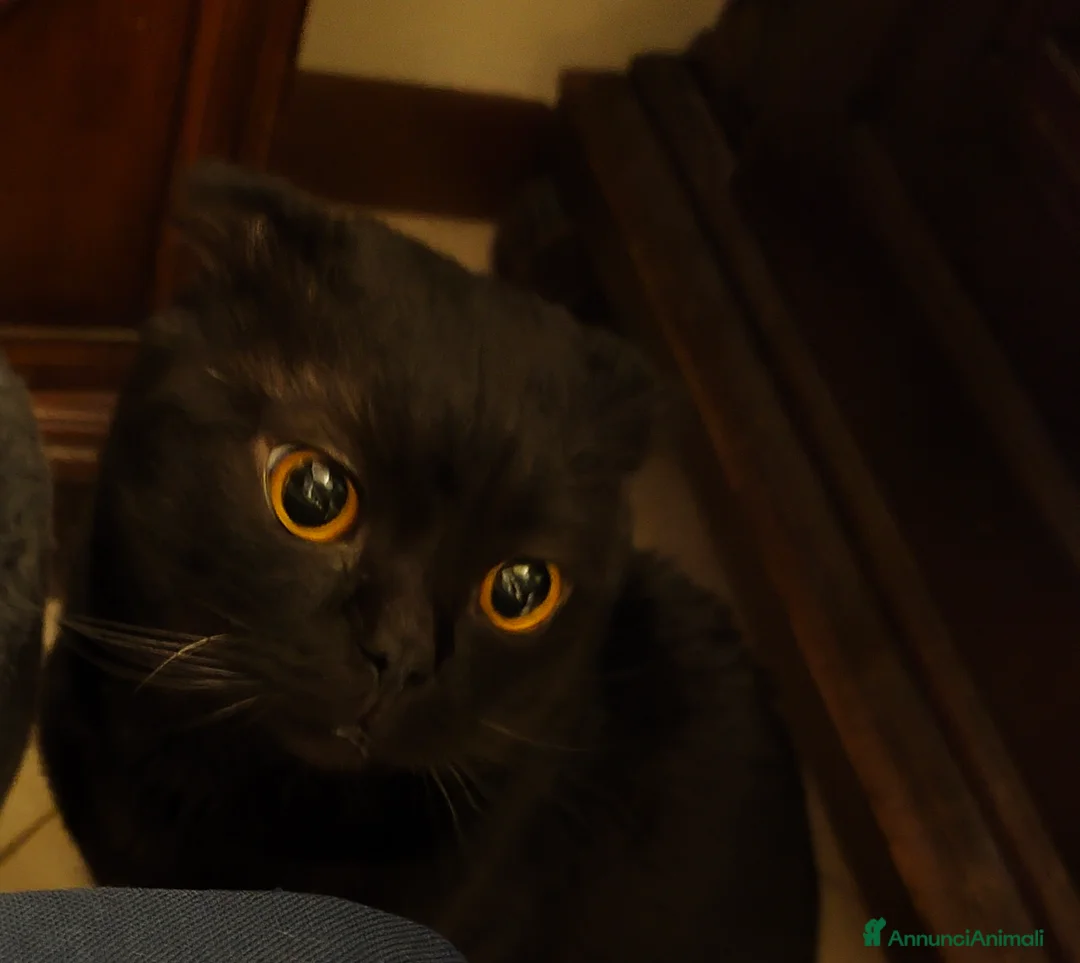 Scottish gatti per accoppiamento: 🐾 Scottish Fold cerca fidanzata 🐾 - Annuncio 3