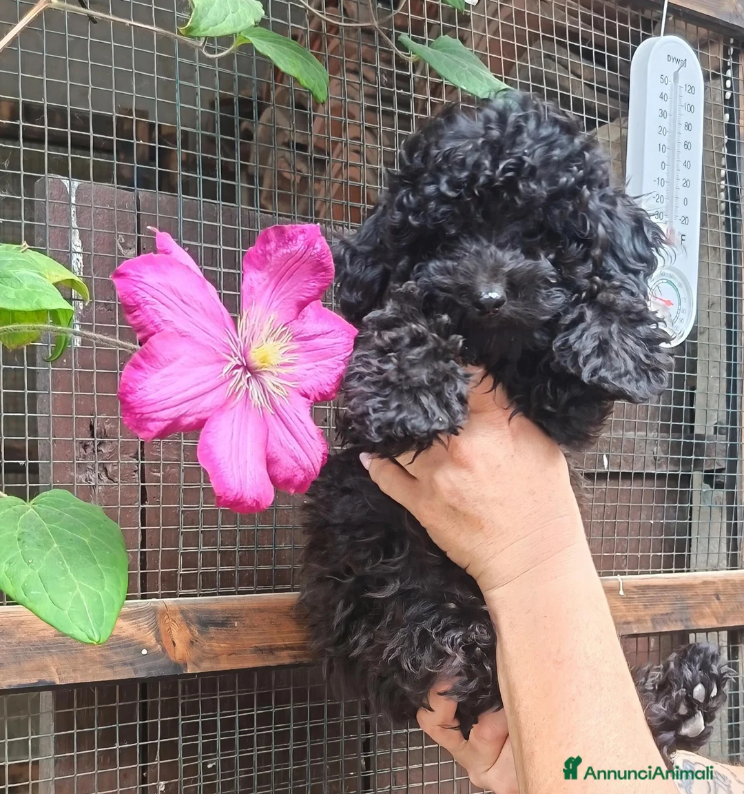Barboncino Toy cani in vendita: CUCCIOLI DI BARBONCINO TOY/MINITOY - Annuncio 2