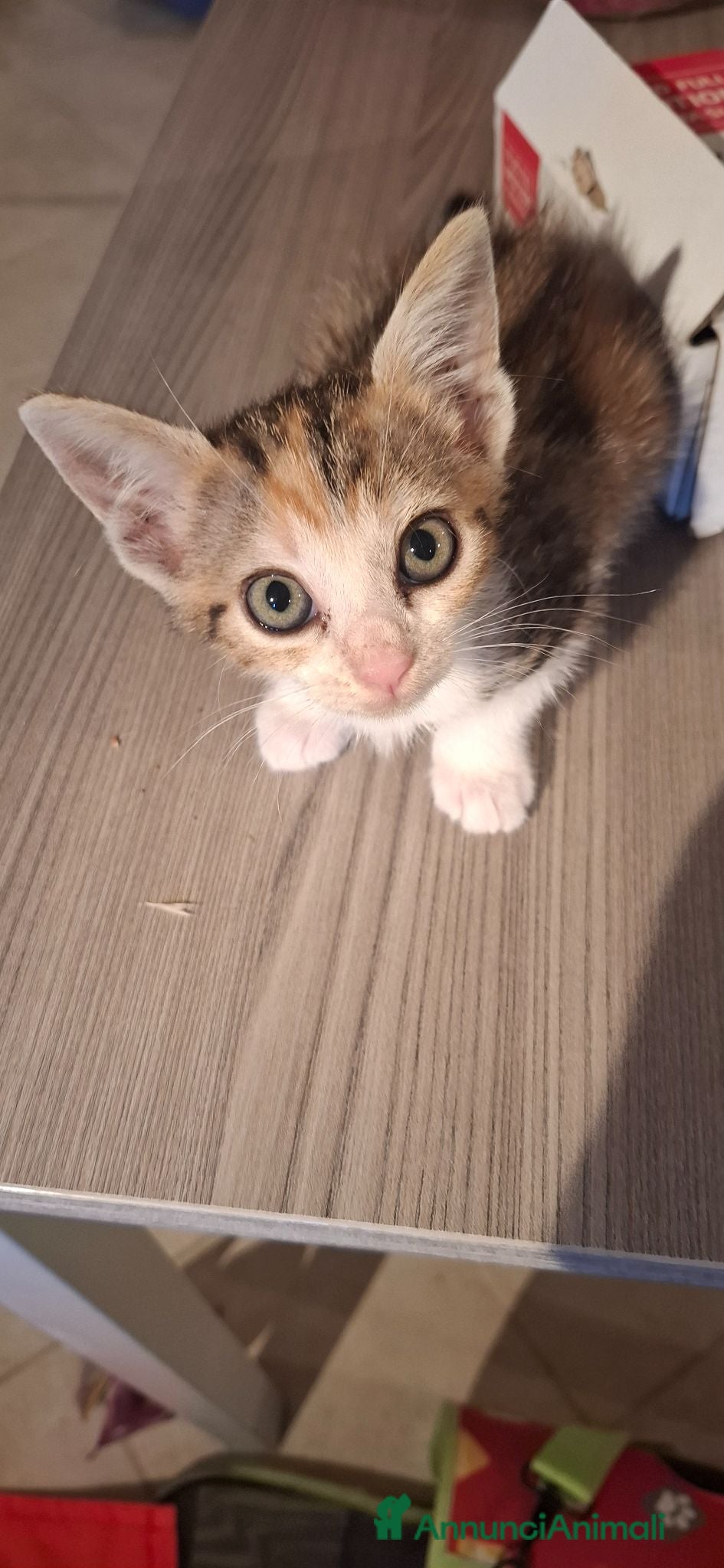 Meticcio gatti Gattini cedo solo a persone responsabili - Annuncio 2