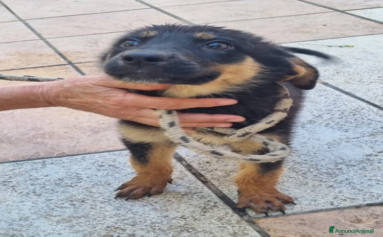Meticcio cani a Provincia di Varese - Annuncio 8
