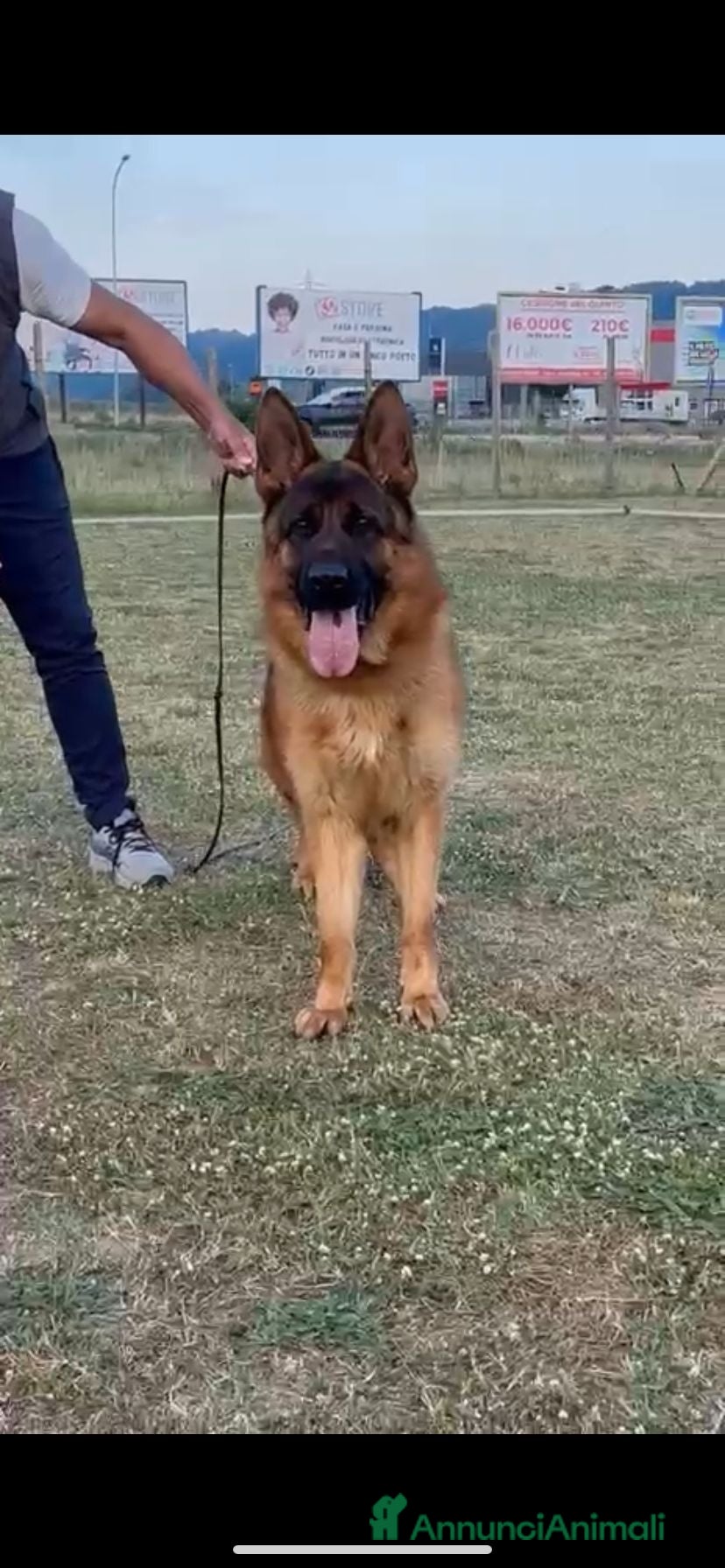 Pastore Tedesco cani per accoppiamento: Monta figlio di quinto della valcu. inf 3405199831 a Città Metropolitana di Bari - Annuncio 4