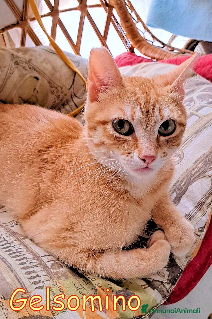 Europeo gatti  GINGER E GELSOMINO GATTINI DOLCISSIMI - Annuncio 34