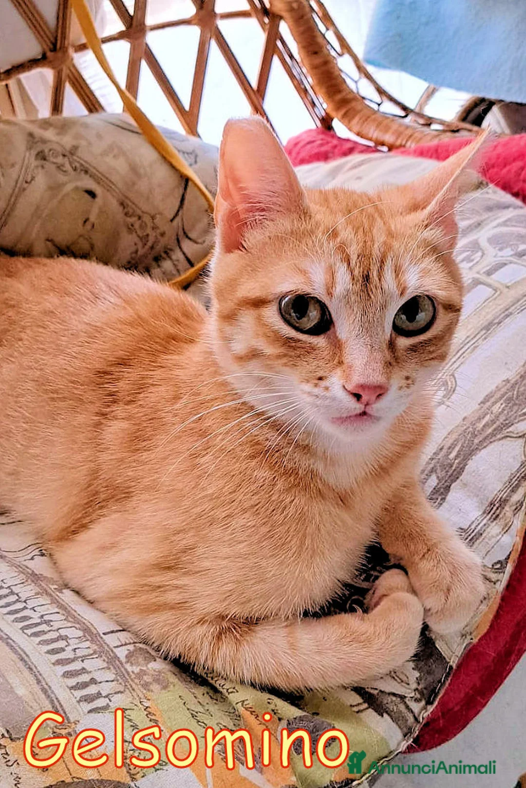 Europeo gatti in regalo:  GINGER E GELSOMINO GATTINI DOLCISSIMI - Annuncio 1