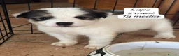 Meticcio cani in regalo: Meticci dolcissimi da adottare  a Provincia di Pavia - Annuncio 8