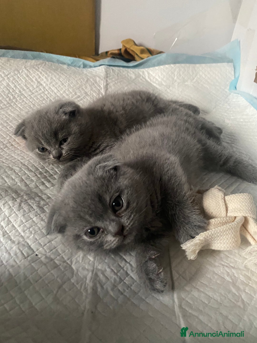 Scottish gatti in vendita: Cuccioli scottish a Città Metropolitana di Torino - Immagine 6