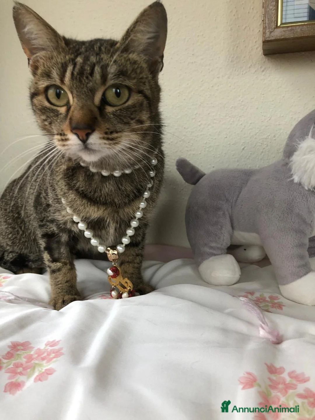 Meticcio gatti in regalo: GATTI ADULTI a Provincia di Crotone - Annuncio 2