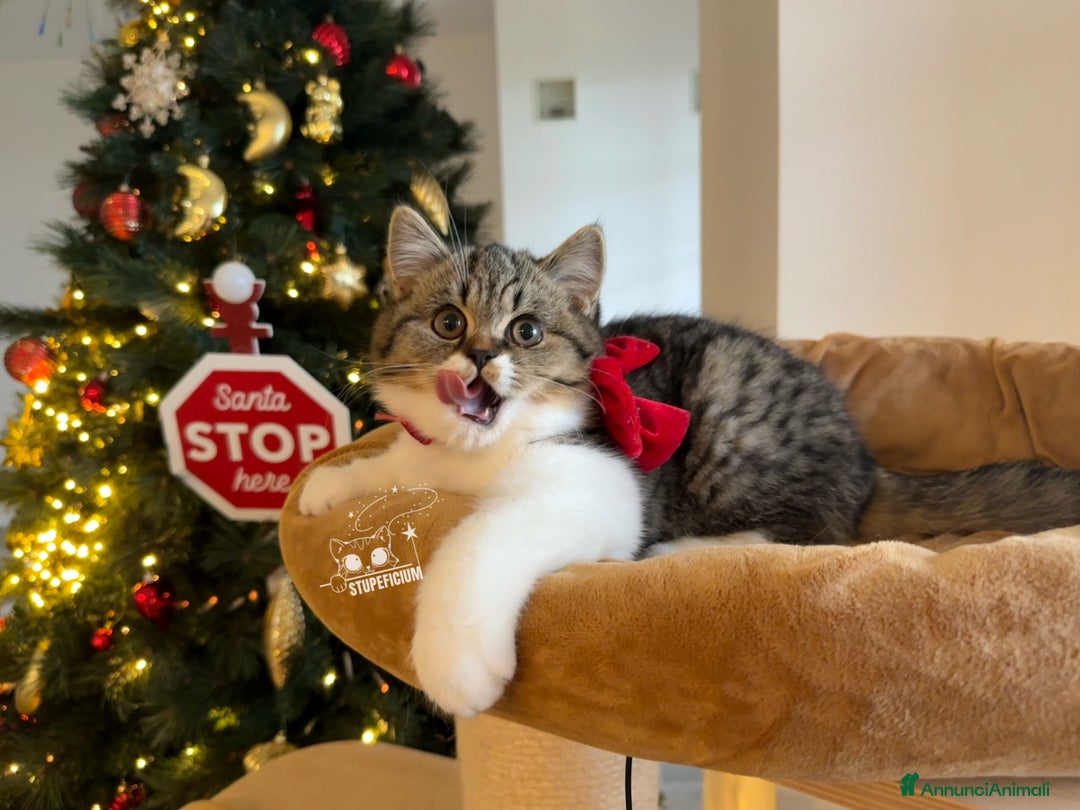 Scottish gatti in vendita: Stupeficium Amos - Scottish Straight - Annuncio 7