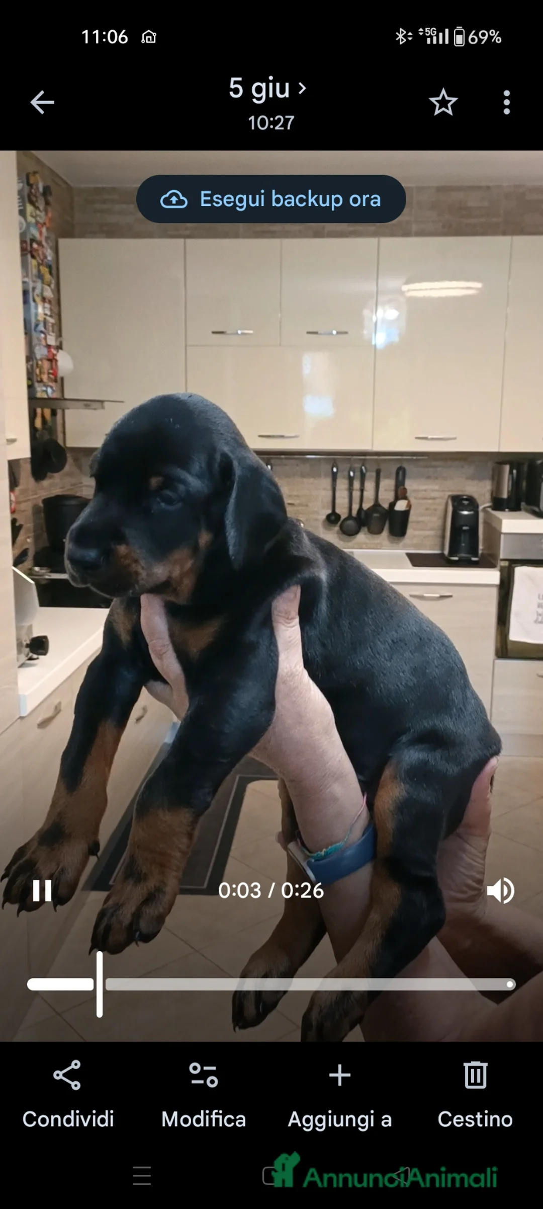 Dobermann cani in vendita: Cucciolata dobermann  ottimo pedigree  a Provincia di Mantova - Annuncio 9