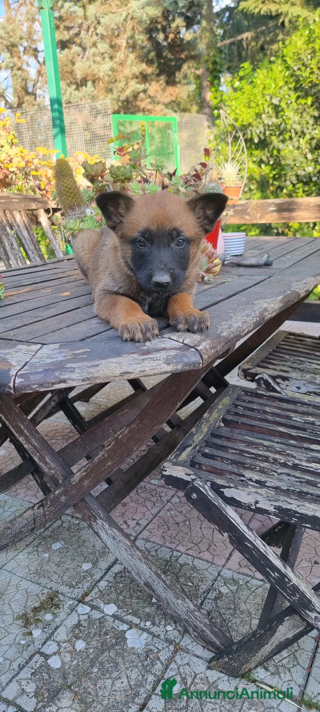 Pastore Belga cani in vendita: Cuccioli Pastore Belga Malinois con pedigree  - Annuncio 2