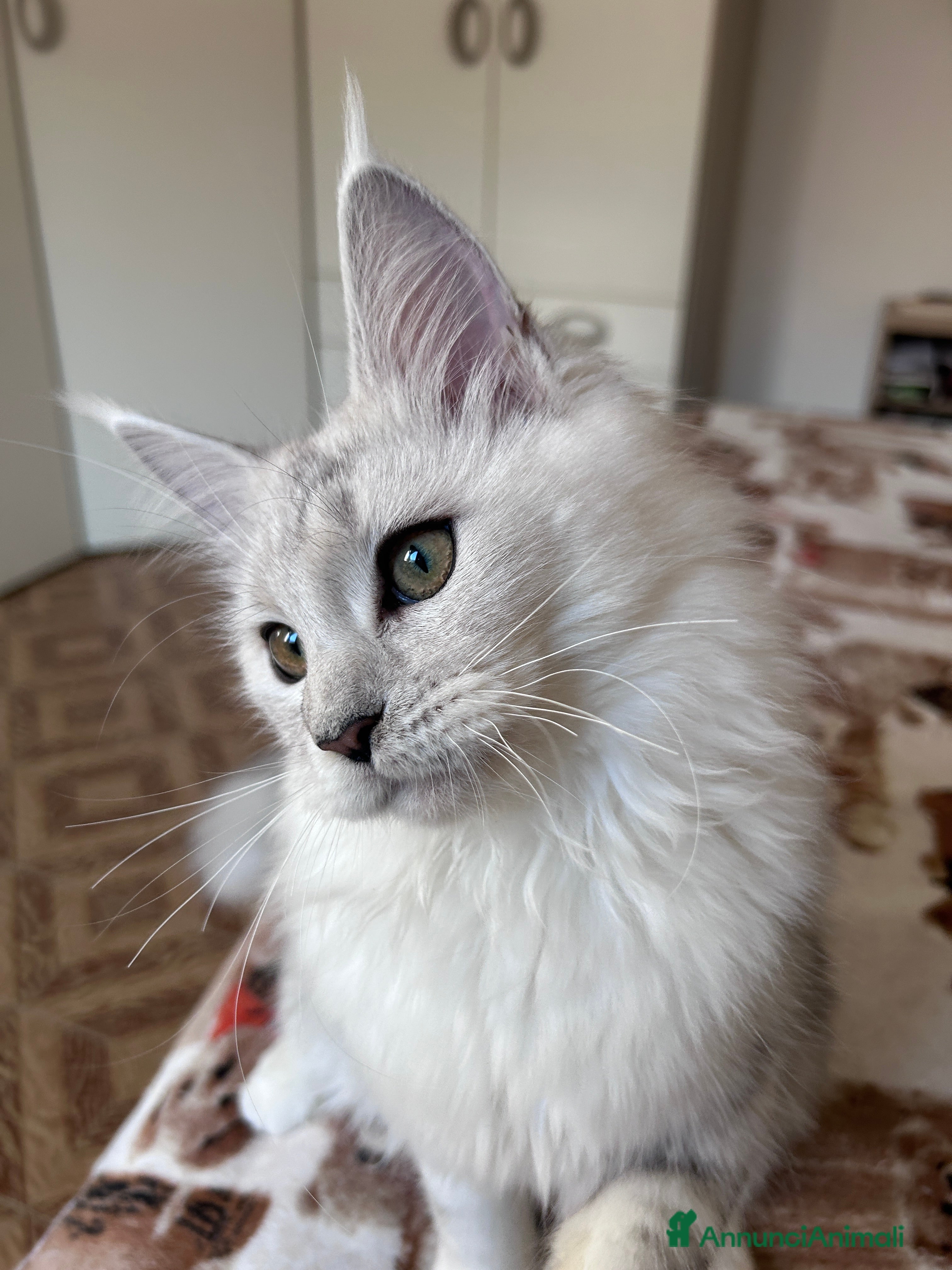 Maine Coon gatti Femmina Maine Coon shaded - Annuncio 1