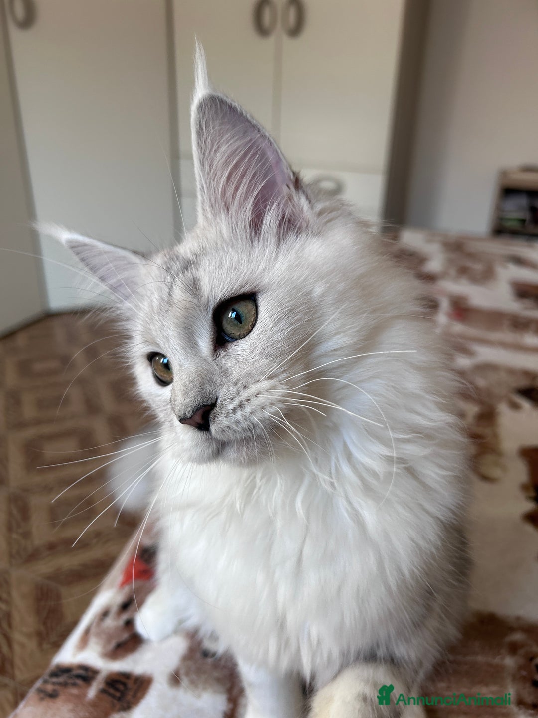 Maine Coon gatti in vendita: Femmina Maine Coon shaded - Annuncio 1