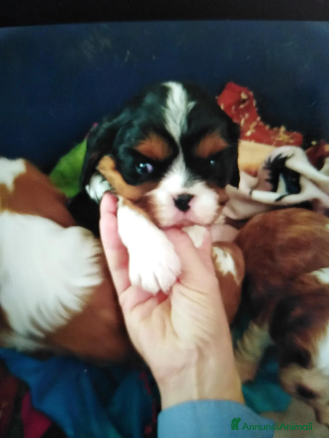 Cavalier King cani in vendita: Cavalier King charles spaniel cucciolata  - Annuncio 4