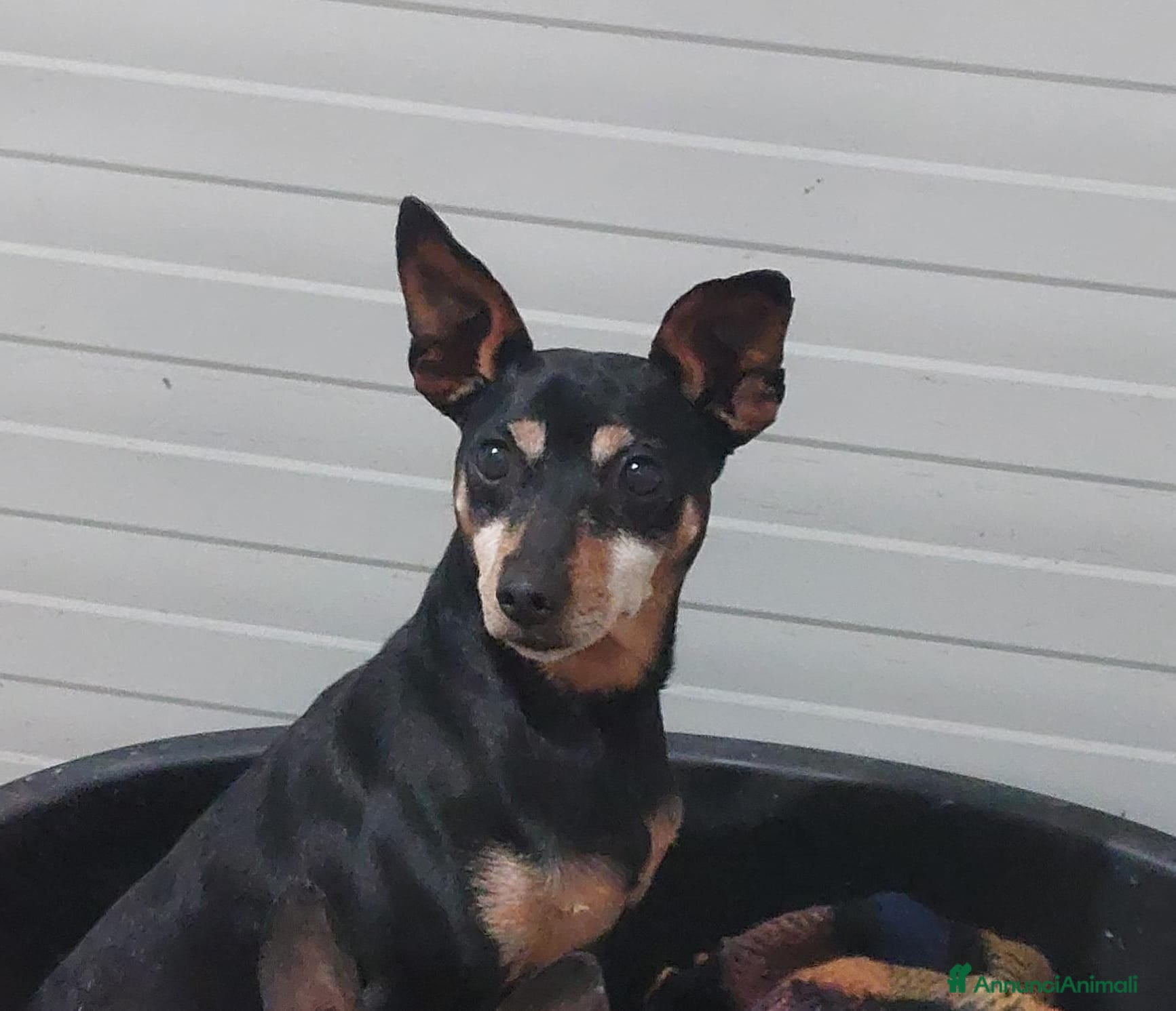 Meticcio cani PIERINO  - Annuncio 23