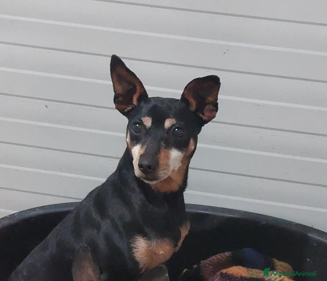 Meticcio cani in regalo: PIERINO  - Annuncio 1