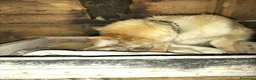Volpino Italiano cani in vendita: Volpino italiano  - Annuncio 5